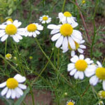 Im Projekt zählt bei Kamille
die Züchtung einer Sorte
mit maschinell gut
pflückbaren
Blüten.