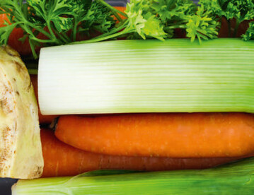 Mhren und Sellerie zhlen zur Familie der Apiaceae; Wie Fenchel enthalten sie Falcarinol, das nachweislich als natrlicher Abwehrstoff gegen Brustkrebs wirken kann.