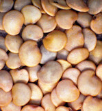 Auberginen-Samen mit der typischen Farbe und der flach-runden Form.