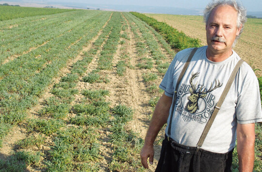 Alfred Hammann baut auf der Welterbe Kulturlandschaft Oberes Mittelrheintal auf 7 ha Arznei- und Gewürzpflanzen an.