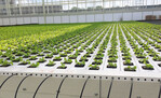 Für den Anbau von Salat in mobilen Rinnen gibt es praxistaugliche Verfahren.