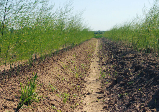 Aufwuchs bei Hochpflanzung mit plus 10 cm im Juni 2013 Abbildung