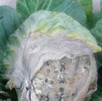 Der erreger Sclerotinia sclerotiorum verursacht Fäulnis an Kopfkohl.