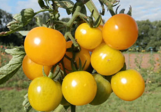 Pflanzen der Cocktailtomatensorte Sunviva bilden robuste wchsige Pflanzen mit leuchtend gelben, circa 20 g schweren Frchten an kurzen trauben. Saatguttten von Sorten mit open-Source Lizenz sind mit dem Symbol opernSourceSeeds (links) gekennzeichnet.