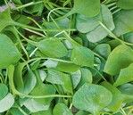 Tellerkraut-Salat auf dem Markt.