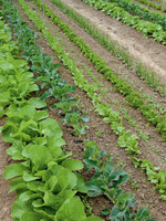 Acht verschiedene Unkräuter wurden im Herbizidversuch ins Rennen geschickt und zwischen die Reihen gesät. Folgende Gemüsekulturen wurden gepflanzt (v. l.): Chinakohl, Blumenkohl, Eissalat, Petersilie und Zwiebel.