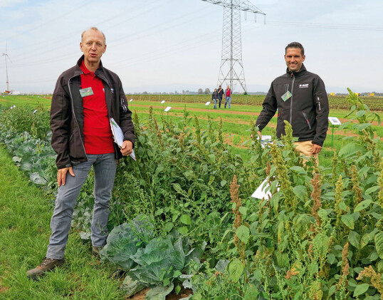 In der Nullparzelle von Kohl zeigten Klaus Kühling (l.) und Jochen Rief (r.), dass Hitze Amaranth fördert und dieser alle anderen Unkräuter unterdrückt.