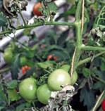 Tomatenpflanze bei Beginn des Befalls
durch die Tomatenrostmilbe.