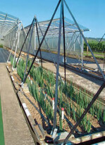 1 In der Geisenheimer Lysimeteranlage wurde der Wasserbedarf unterschiedlicher
Gemüsearten bestimmt, hier Lauchzwiebeln.