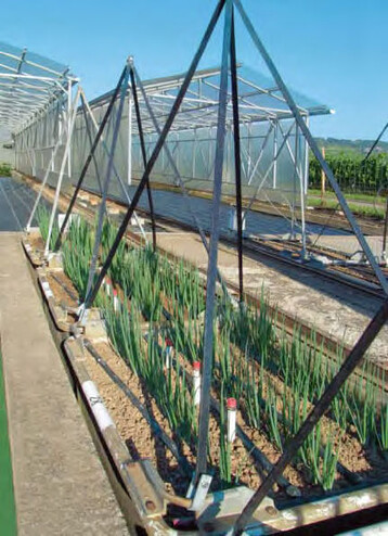 1 In der Geisenheimer Lysimeteranlage wurde der Wasserbedarf unterschiedlicher
Gemsearten bestimmt, hier Lauchzwiebeln.