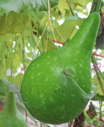 1 Frucht des Flaschenkrbis (Lagenaria siceraria L.)