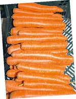 Zwei Tage lang drehte sich beim Möhrenforum alles um das
orange-gelbe Gemüse.