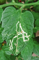 Feeding-Points, Miniergang und Puppe
der Schlupfwespe Liriomyza