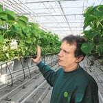 Erdbeeren in hängenden Rinnen unter Glas bringen
ein Vielfaches der Erntemenge als im Freiland.