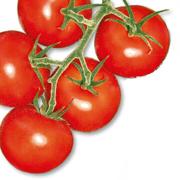 Bonaparte, F<sub>1</sub>, ist eine geschmacklich
hervorstechende Tomatensorte, die
jedoch lange gebgelt werden muss.