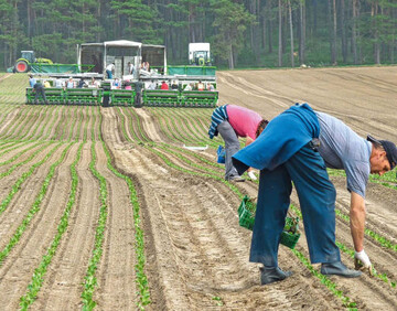 Die Arbeitsbreite dieser Zema-
Pflanzmaschine bei Behr betrgt12 m.
Nachlufer sorgen fr einen Bestand
ohne Fehlstellen.