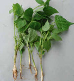 Im Bestand zurückgebliebene Buschbohnenpflanzen
nach einem Befall mit
Thielaviopsis basicola; die Wurzelansätze
sind verfault, verbräunt und rissig.