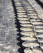 Im ersten Versuchsjahr standen die
Töpfe des Versuchs zur Prüfung des
Einflusses der N-Düngung des Vorjahres
auf den Ertrag und die Qualität
von Spargel in Doppelreihen.