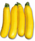 Hat Seltenheitswert: die gelbe
Zucchini-Sorte ‘Golden Delight’