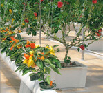 Wissensaufnahme im Vorbeifahren:
Welche Verfahren stehen zur
Verfügung, um Paprika im Gewächshaus
zu kultivieren?