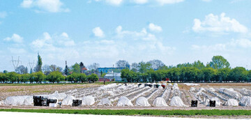 Spargelanbau in Polen, wie überall;
noch ist der polnische Gemüsebau von
eher kleineren Strukturen geprägt,
befindet sich aber derzeit im Umbruch.