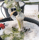 Abbildung 1: Salzschäden direkt an der Veredlungsstelle bei Gurke