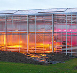 Abbildung 1: Belichtungsanlage von Lemnis
Lighting im Gewächshaus bei Nacht (rötliches
Licht); das gelbe Licht wird von SON-T-Lampen
erzeugt.