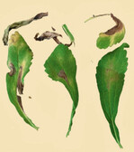 Nur sehr vereinzelt sind, wie auf dem
rechten Blatt, typische Virussymptome
zu beobachten.