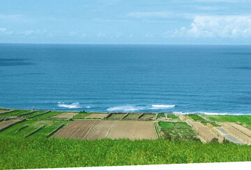Außergewöhnlich ist in der Umgebung
von El Oualidia der Gemüseanbau
zwischen Klippen und Atlantik, auf
einer nur circa hundert Meter breiten
Terrasse, direkt oberhalb des Strands.