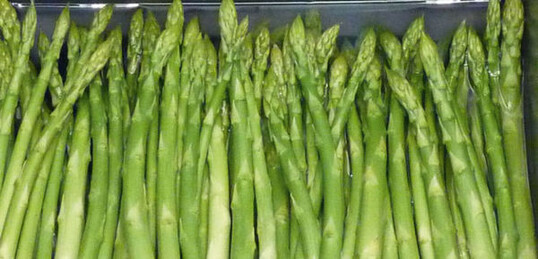 Bejo 2827 heit der frhe Grnspargel von Bejo.