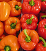 Moderne, gut haltbare Paprikasorten be-reichern das neue Sortiment Rijk Zwaans bei
Fruchtgemüsearten und den Bio-Anbau allgemein.
