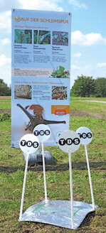 Bundesweit Schnecken-Monitoring