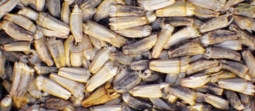 Endivien-Saatgut auf einer Fotoflche von: 15 x 20 mm = 3cm