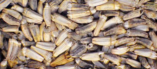 Endivien-Saatgut auf einer Fotofläche von: 15 x 20 mm = 3cm²