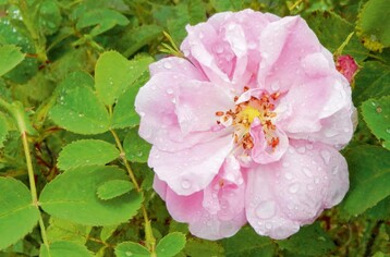 Rosa  damascena, die weit verbreitetste Rose der Welt; aus 3.000 kg Bltenkpfen wird etwa 1 l Rosenl destilliert.