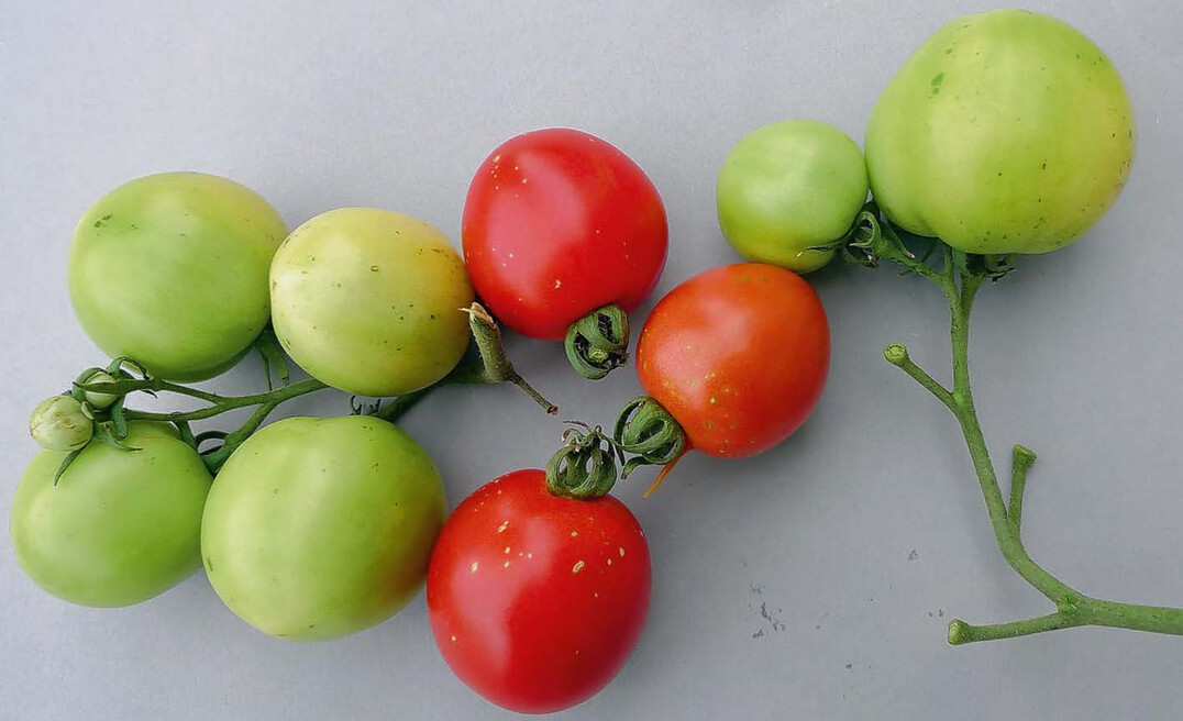 Grne und rote Tomatenfrchte mit Fruit pox-Symptomen 