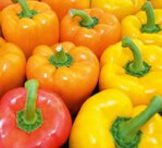 Chlorosen auf reifen Paprikafrüchten werden mit drastischen abkühlungen im Frühherbst in Zusammenhang gebracht.