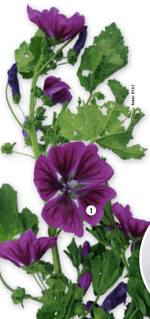 Die Blüte der Malve (Malva sylvestris) ist dunkelviolett.