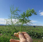 Der Dill ‘Teddy’ (r.) verzweigt sich deutlich mehr und produziert mehr Spitzen als bisherige Dillsorten (l.).