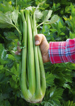 Stangensellerie ‘Aritra RZ’ eignet sich für das Eintüten.