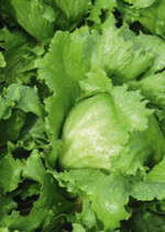 ‘Ice Wave’ ist eine neue Eissalatsorte mit uniformen Köpfen mit geschlossener Unterseite.