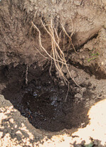 Der freigelegte Wurzelraum zeigt die Bodenfeuchte durch Unterflurfertigation in tieferer Bodenschicht.