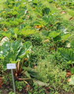 Rotklee zur Unkrautunterdrückung bei Rhabarber als Versuchsvariante. Nur Franzosenkraut konnte sich teilweise durchsetzen.