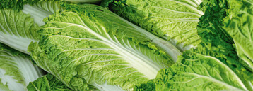 Chinakohl