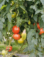 Der Ansatz von Enza Zadenwar es, im genetischen Material von Wildtomaten nach neuen Resistenz-Genenzu suchen.