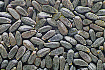 Die Samen sind circa 1,5 bis 1,7 mm lang.