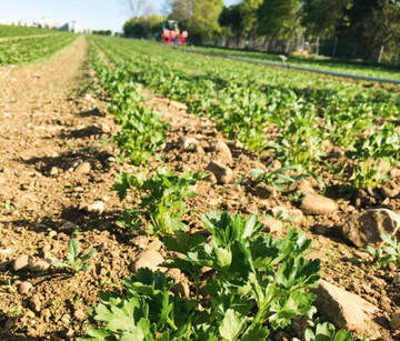 Regionale und saisonale Gemüseerzeugung muss von der Zukunftskommission Landwirtschaft nachhaltig gesichert werden unabhängig von der Produktionsform – der EU-Binnenmarkt und der internationale Handel gefährden sonst massiv die deutsche Produktion.