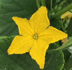 Blüten locken Bienen und andere Insekten in nicht vollumfänglich geschlossene Gewächshäuser. Der Einsatz von Verimark über das Gießwasser soll diese schützen.