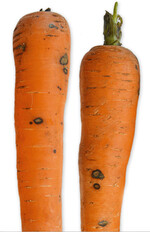 Rhexocercosporidium-Flecken auf Möhren.