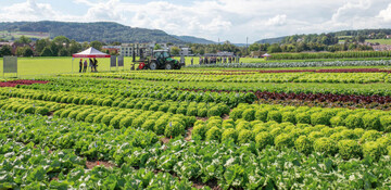 Fr die Fachtagung wurden 110 verschiedene Salatsorten angepflanzt ohne Einsatz von Insektiziden und Fungiziden.